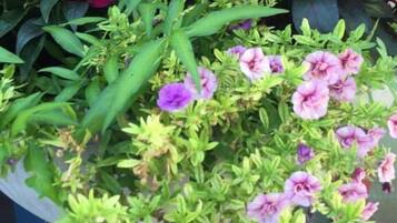 Una planta en maceta con diversas flores, incluyendo tonos rojos y púrpuras, y follaje verde.