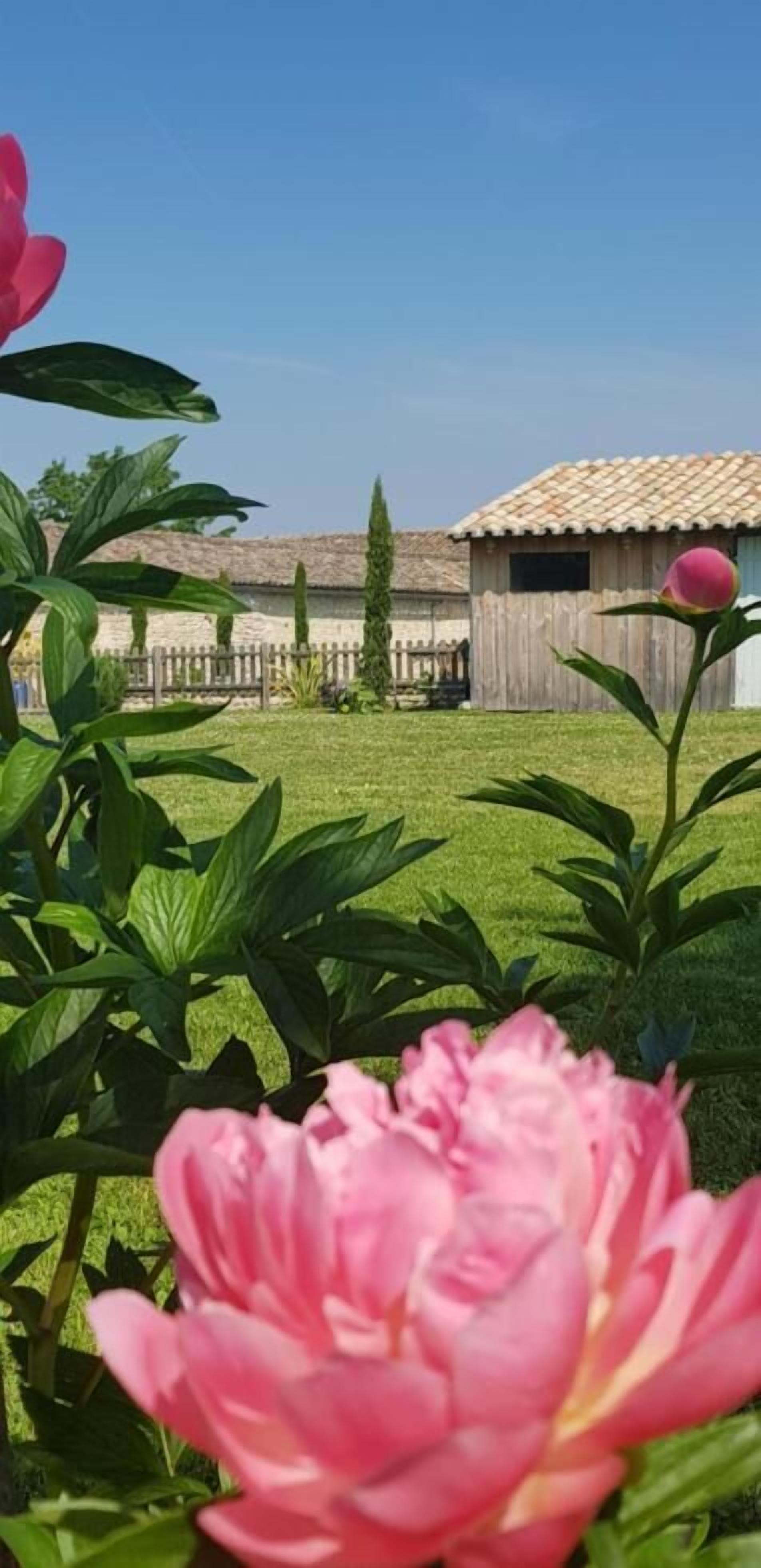 A garden with a peony in the foreground, a wooden structure in the background, and a clear blue sky.
