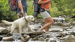 Two people hiking with backpacks and a dog on a rocky stream surrounded by greenery. - Baumgartnerhof (Finkenstein am Faaker See)