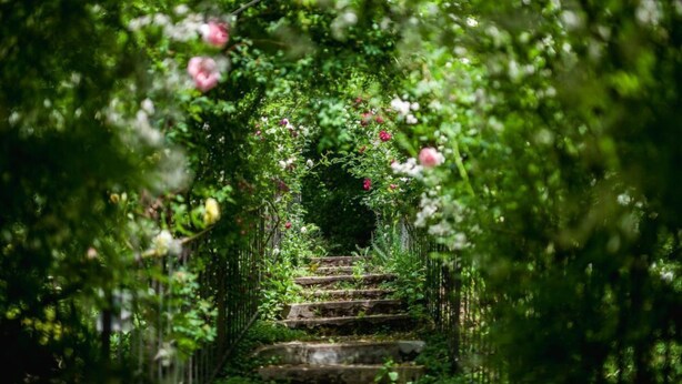 A stone staircase surrounded by lush greenery and flowering plants. - Dwor W Odonowie (Kazimierza Wielka)