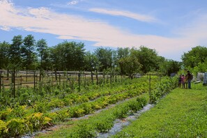 Un jardín con camas elevadas y una valla.