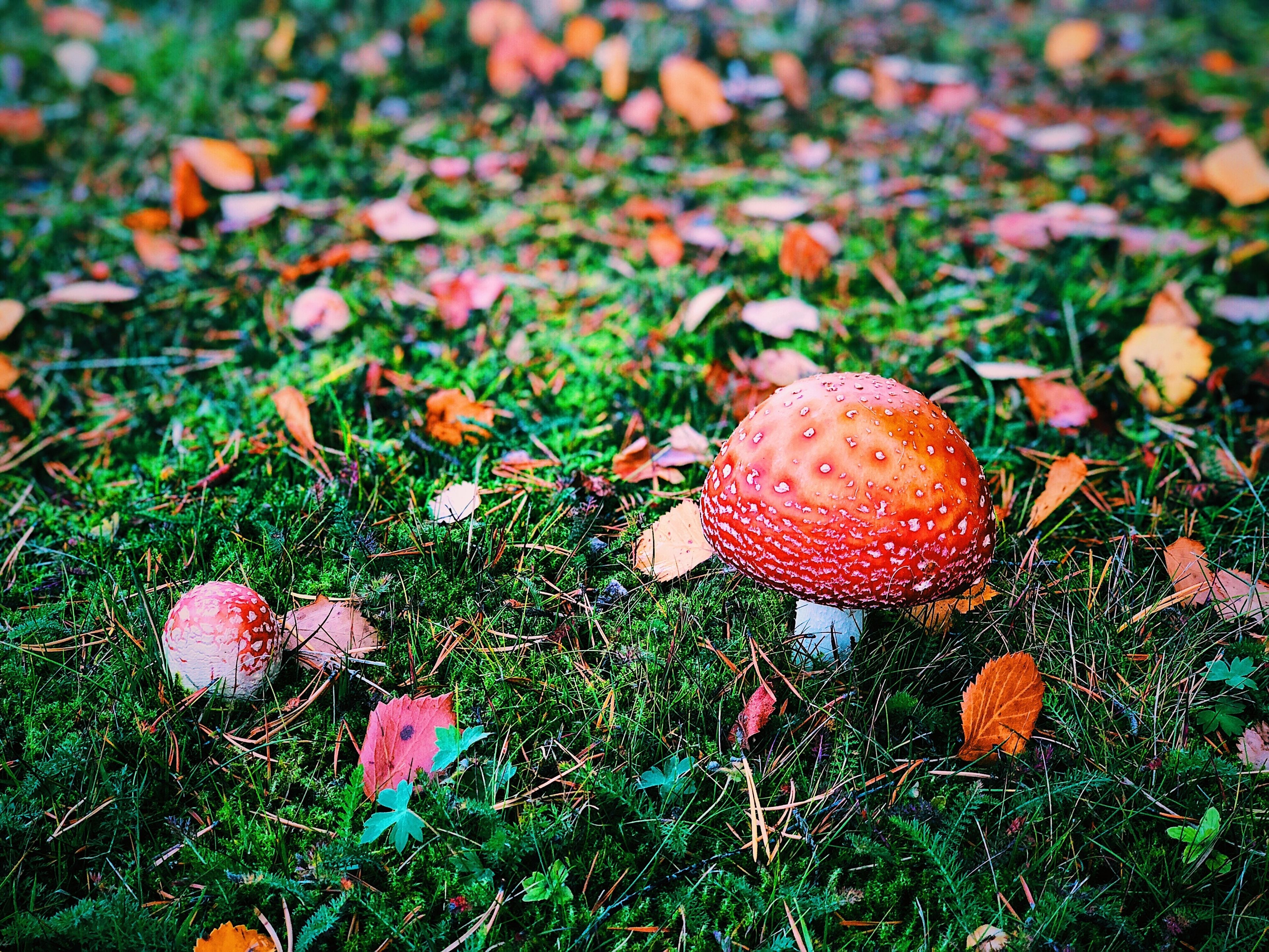 A mushroom surrounded by green moss and scattered autumn leaves.