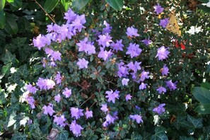 A dense cluster of purple flowers with green foliage. - Hotel Seeblick Garni (Gartow)