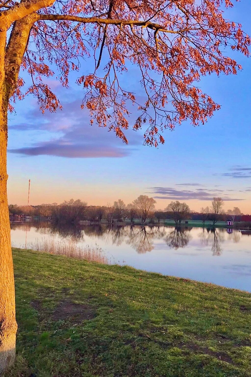A tranquil lakeside scene with a tree and a clear sky.