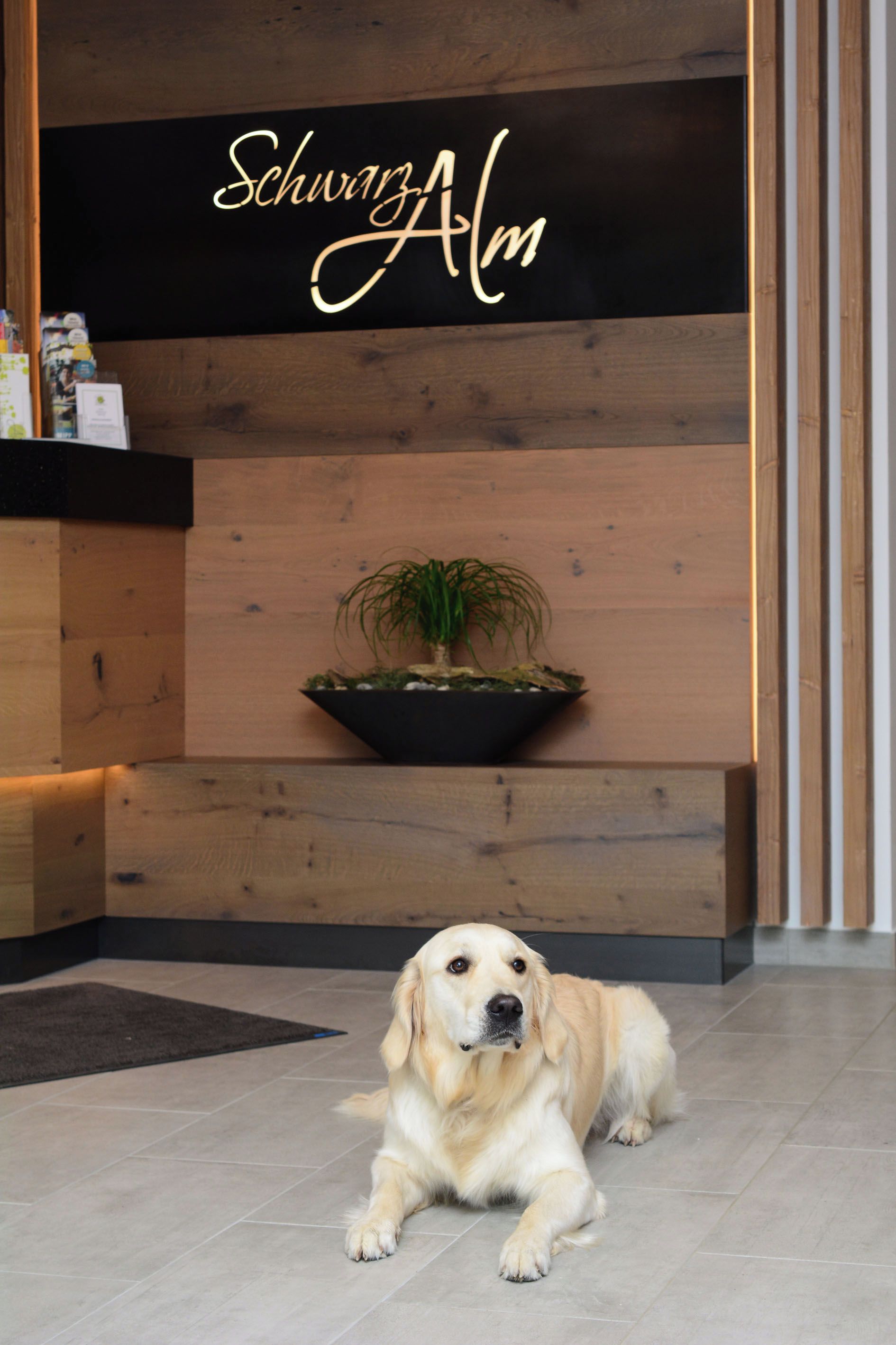 A reception area with a dog lying on the floor, a black wall with the text 'Schwarz Alm' above it, and a plant in a black pot on a wooden shelf.