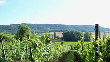 A vineyard with rows of grapevines and a path leading through them.