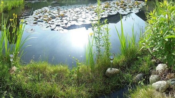Tuin