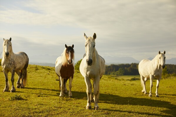Four horses standing in a grassy field with a cloudy sky in the background. - Aschbacher Hof (Feldkirchen-Westerham)