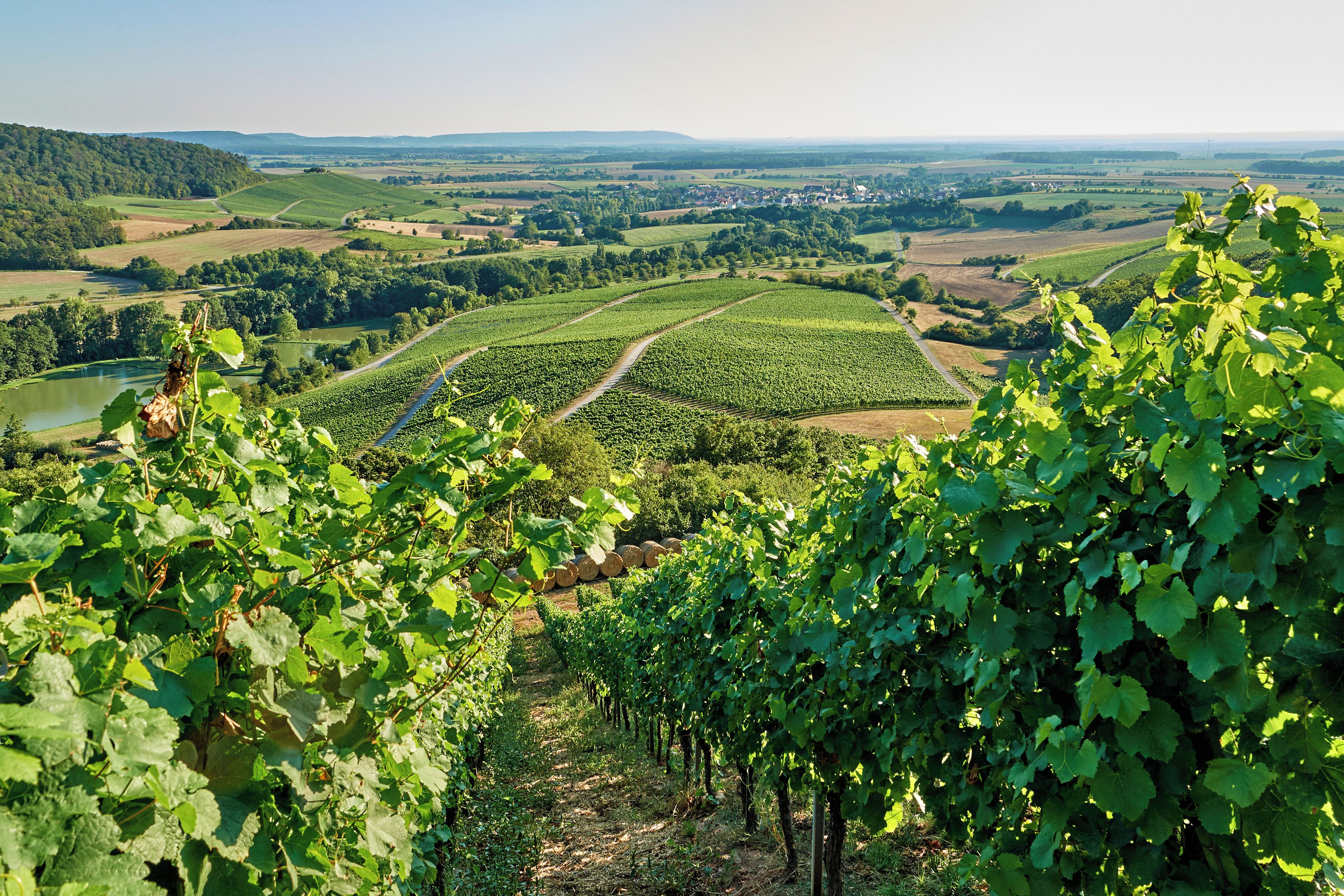 A vineyard with rows of grapevines and a distant view of a town.