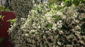 Un denso racimo de flores blancas, probablemente jazmín, frente a un muro rojo, con una cerca de metal en primer plano.