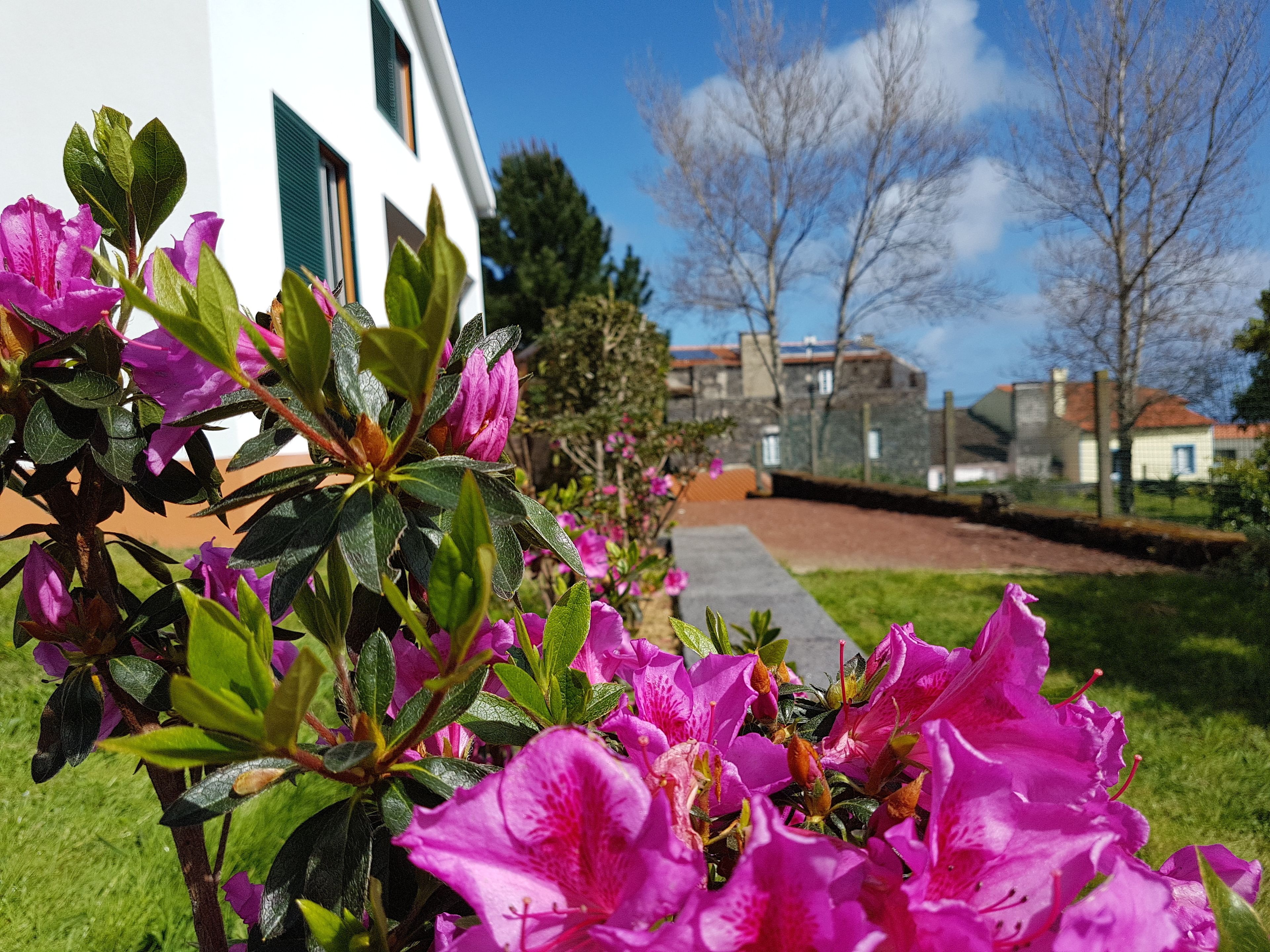 A garden with pink flowers in front of a white building with green shutters.