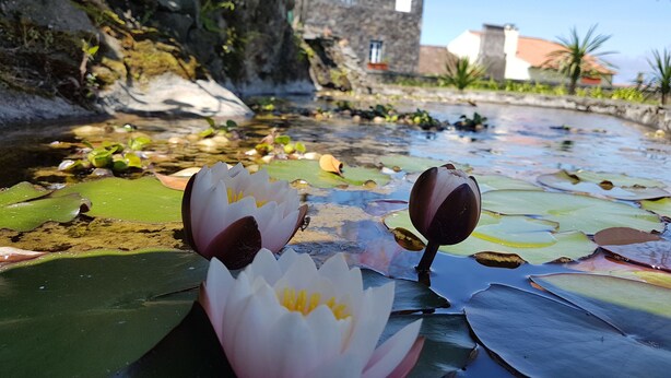 Ein Teich mit Lotusblumen und einer Steinmauer im Hintergrund.