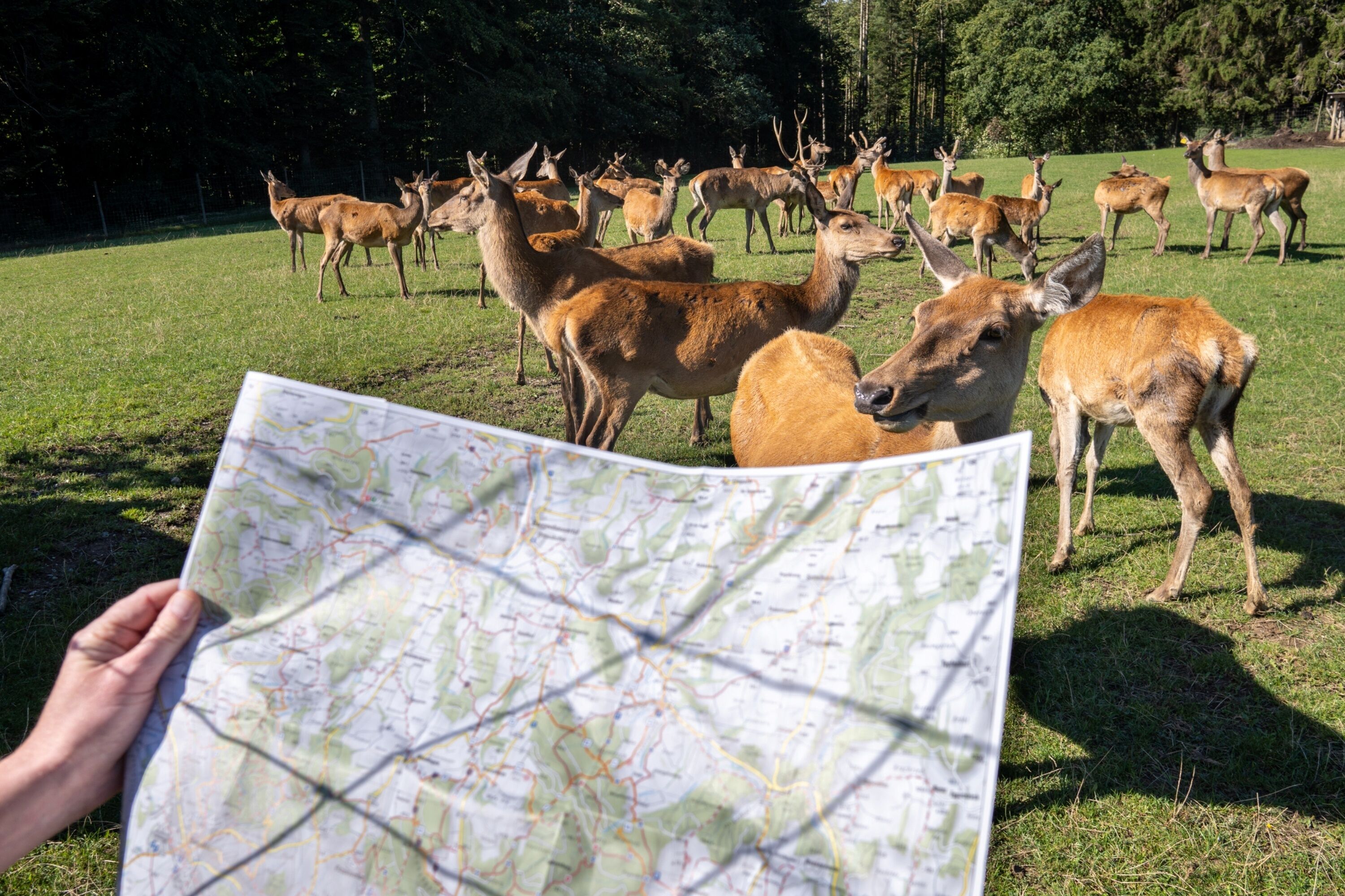 A map held by a person with a herd of deer in the background.