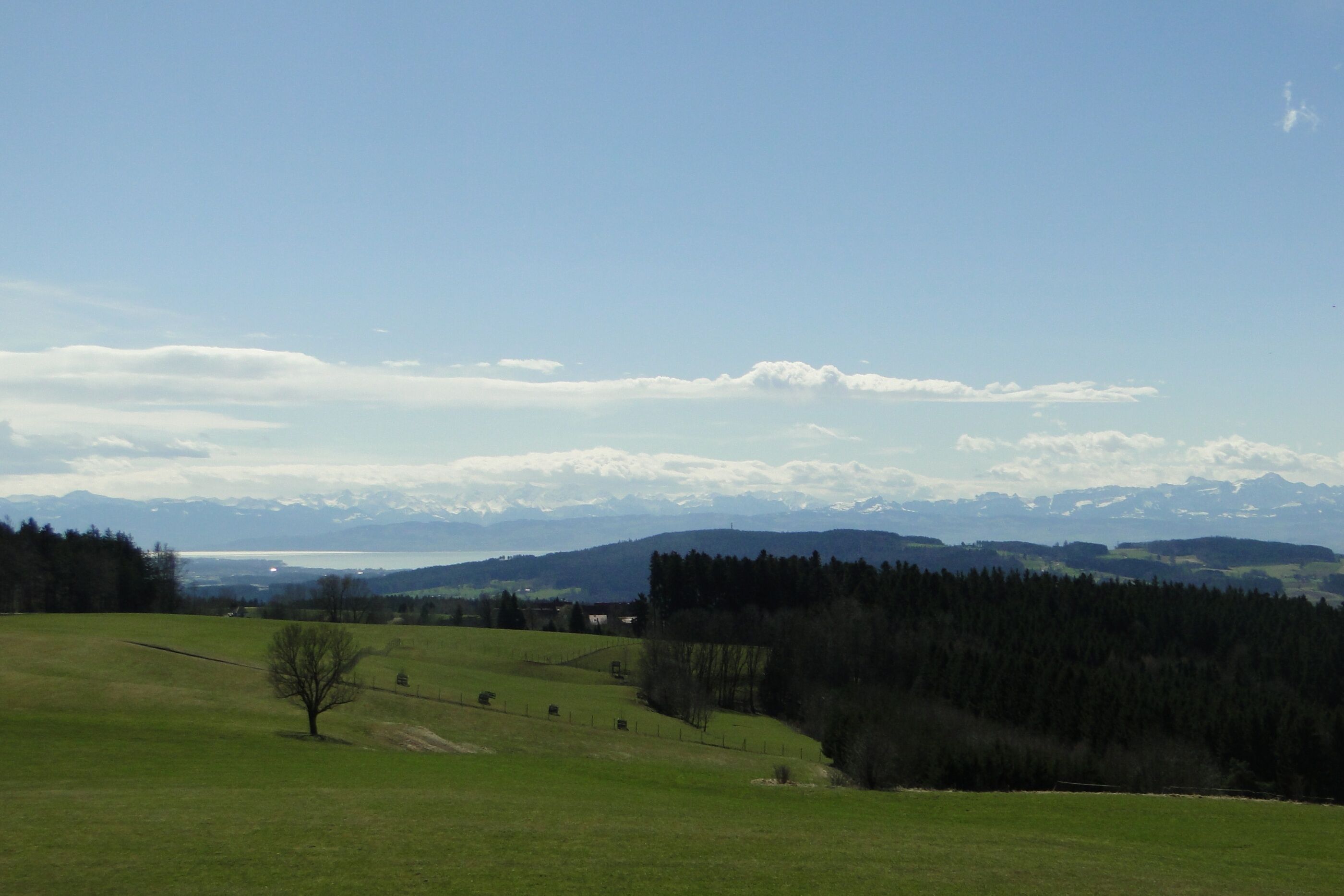 Ländliche Landschaft mit blauem Himmel, fernen Bergen und einem einzelnen Baum im Vordergrund.
