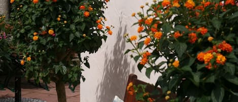 A wooden bench with a plaid cushion, positioned in front of a wall with a large bush of orange flowers.