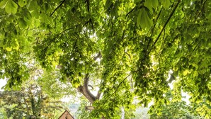 Un bâtiment doté d’un toit en pente et d’un petit clocher, entouré d’arbres verdoyants.