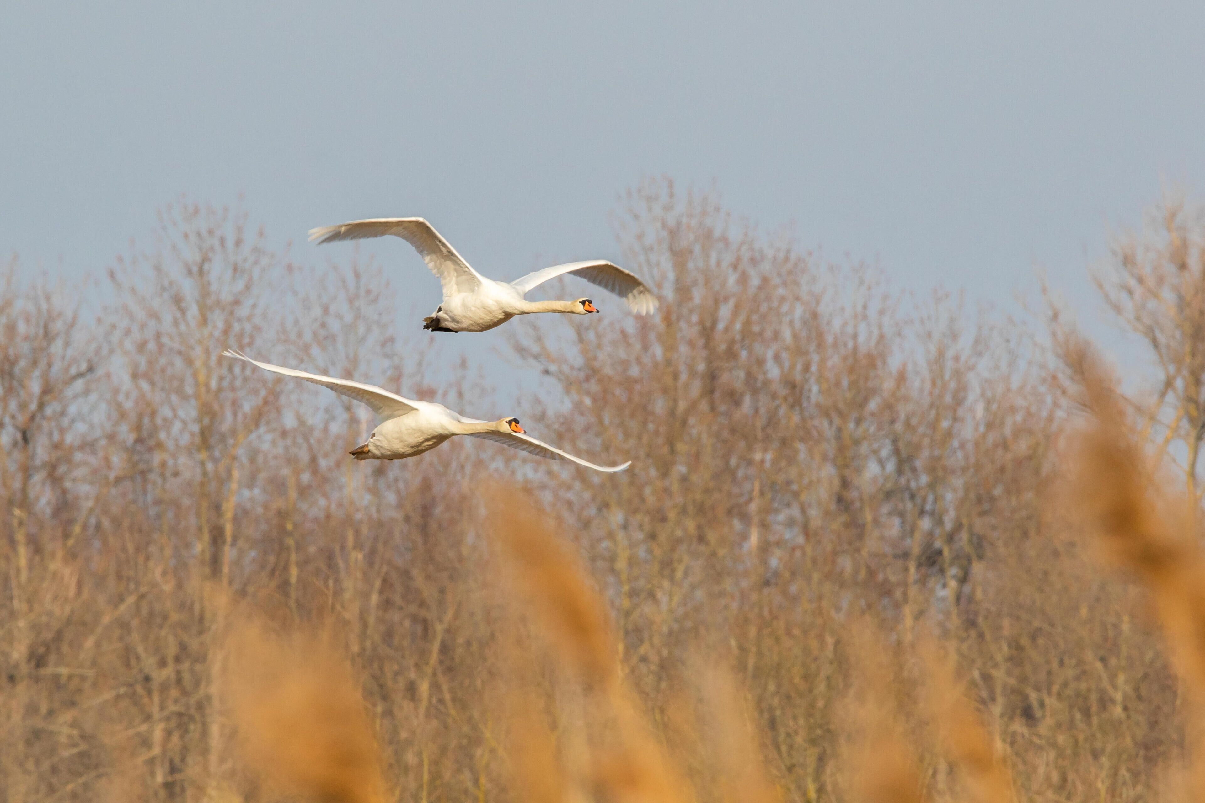 Dos cisnes volando sobre un campo con vegetación seca y marrón.