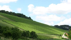 A vineyard with rows of grapevines on a hillside, a small house, and scattered hay bales.