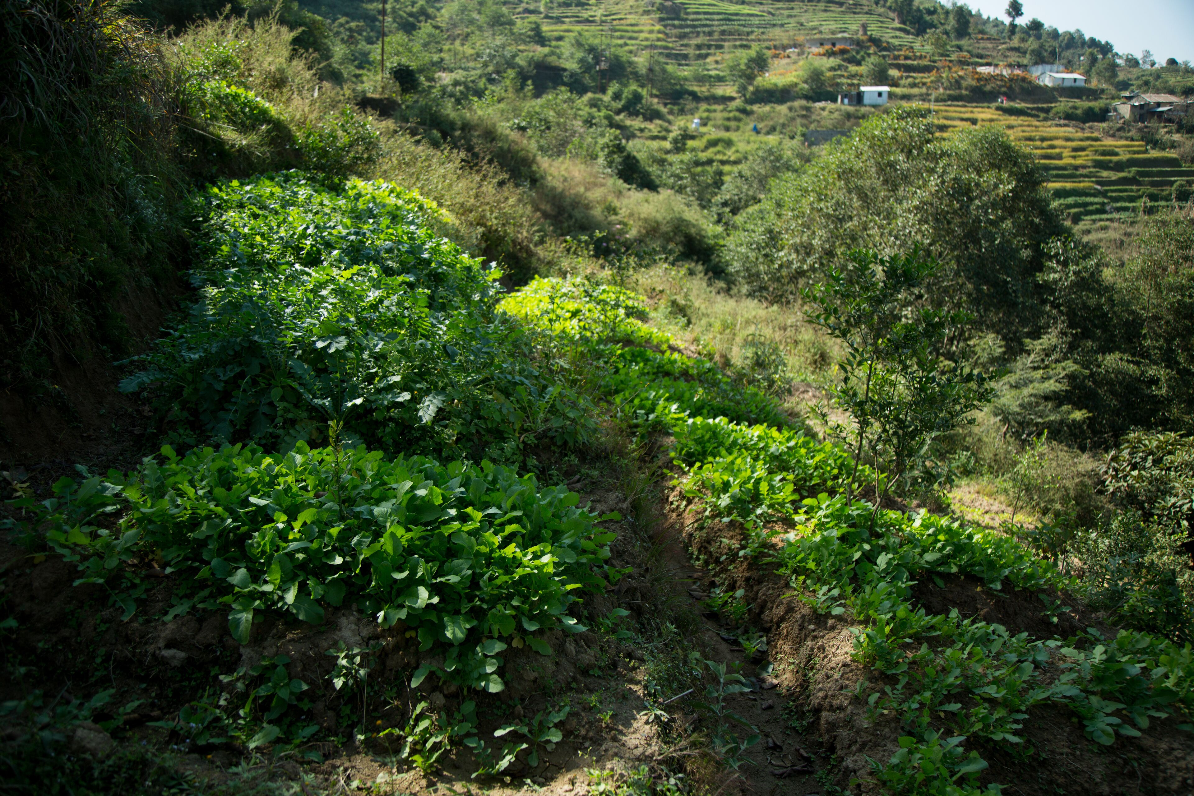 Paisaje rural con campos en terrazas y casas dispersas.
