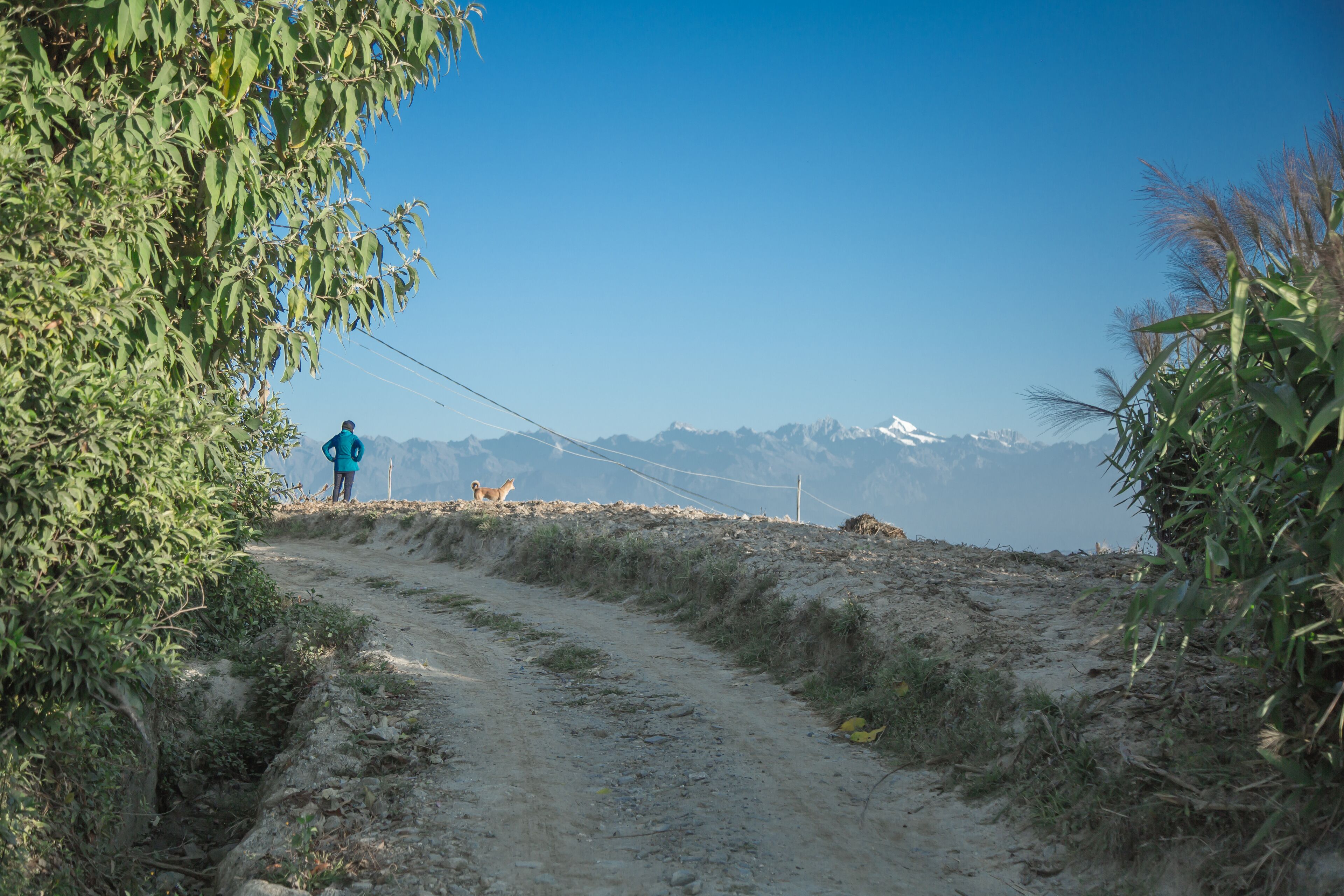 A dirt path leading to a mountain range with a person in a blue jacket and a dog.