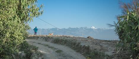 A dirt path leading to a mountain range with a person in a blue jacket and a dog.