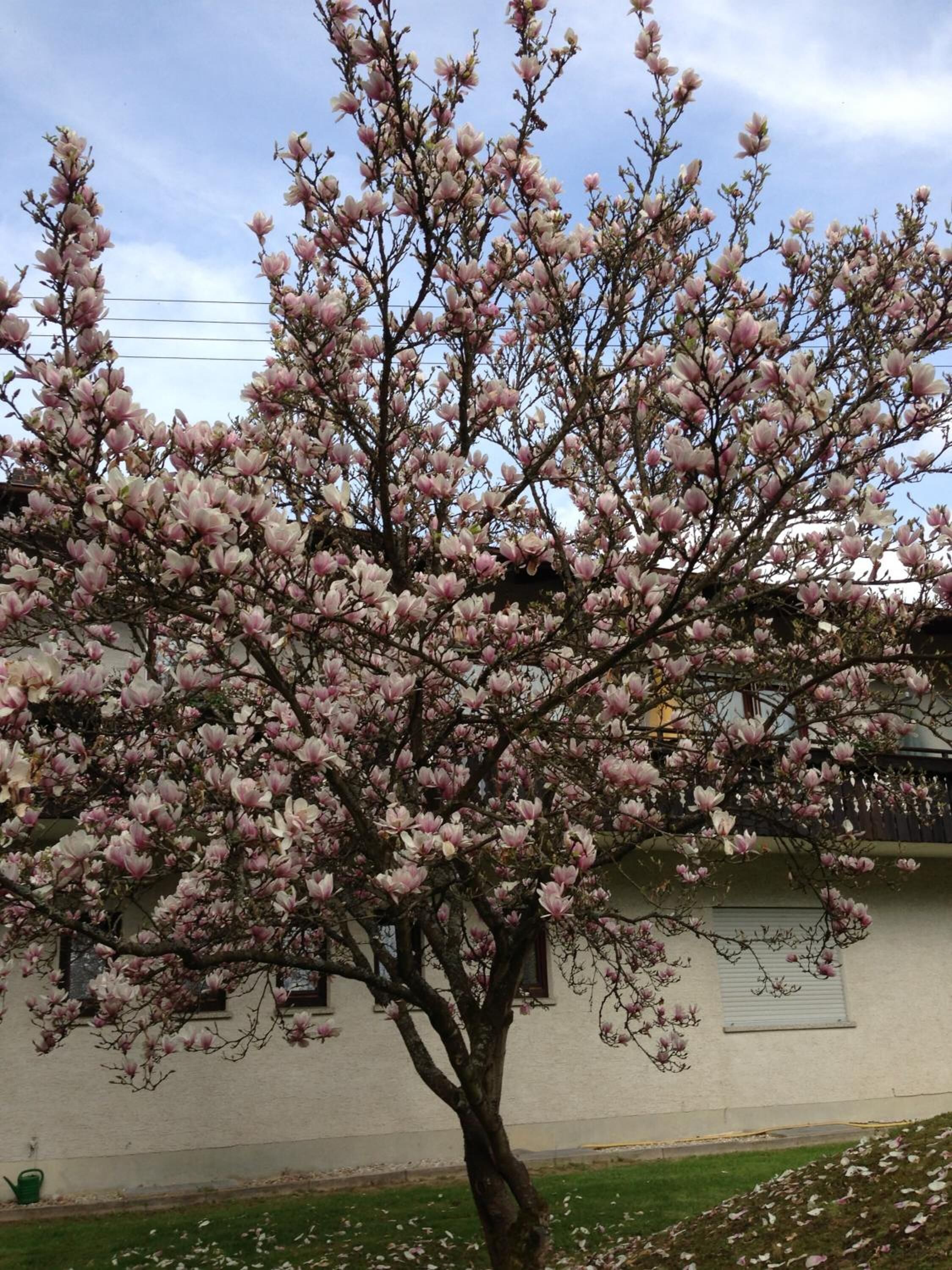 Khuôn viên nơi lưu trú