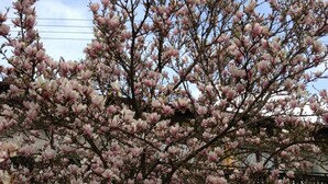 Un arbre aux fleurs roses se dresse devant un bâtiment à la façade blanche et aux fenêtres.