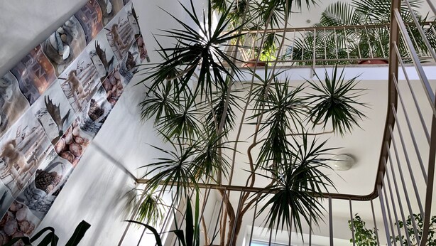 Une pièce dotée d’un plafond haut, de nombreuses plantes en pot et d’un mur décoré d’un collage d’images.