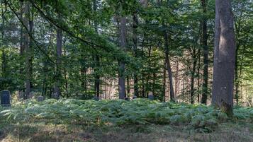 A forested area with numerous trees and a dense fern undergrowth.