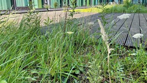 Uklassifisert bilde, 5 av 44, knapp