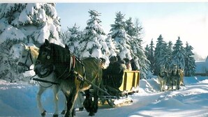 A horse-drawn sleigh moving through a snowy landscape with trees in the background.