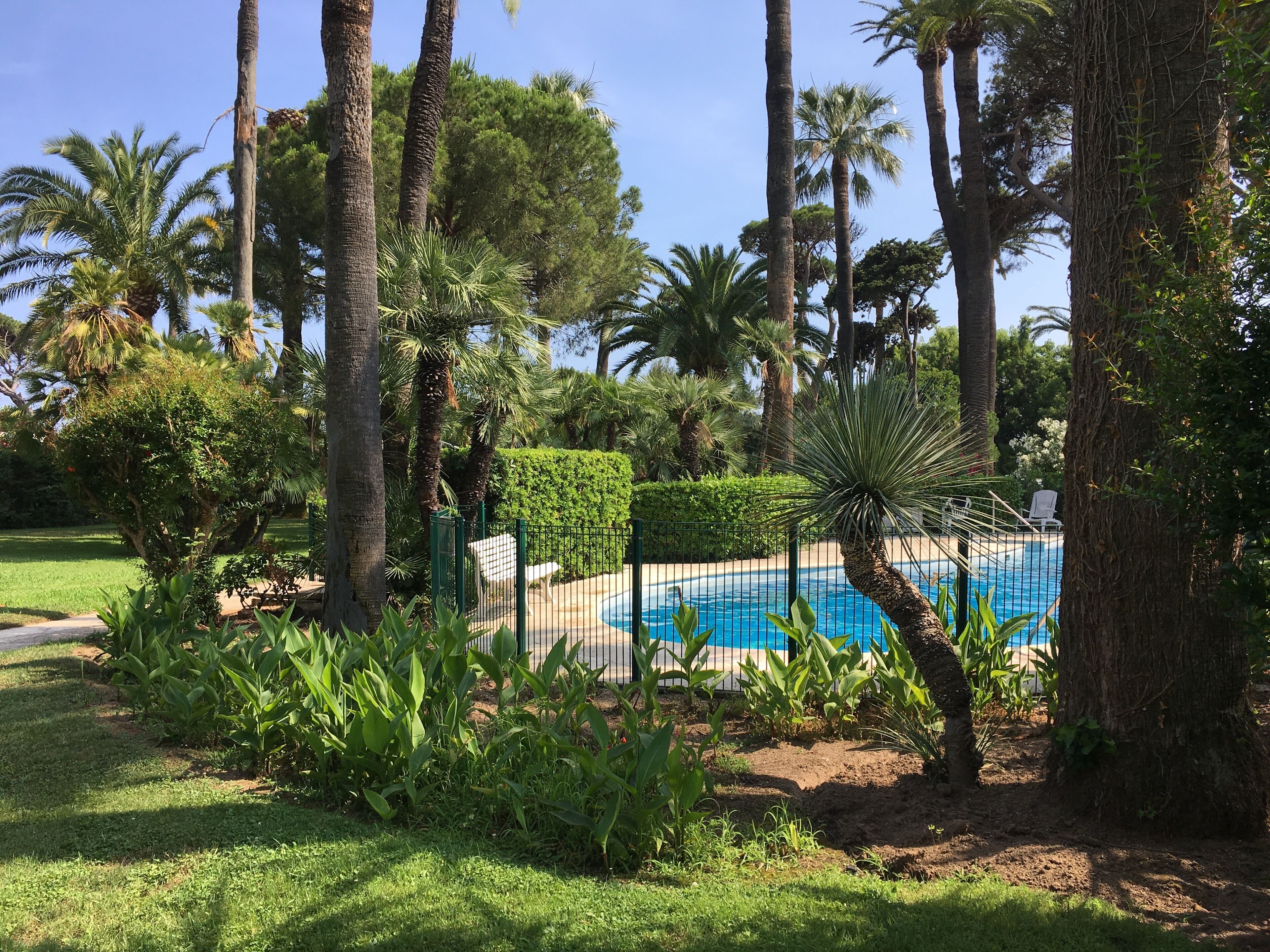 A pool surrounded by tall palm trees and lush greenery.