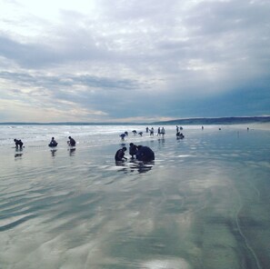 Une plage où des gens pataugent dans une eau peu profonde.
