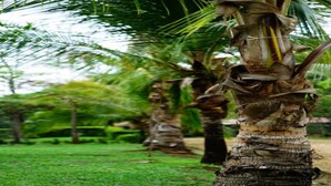 A palm tree with a textured trunk and a grassy area in the foreground. - Quinta El Poblado Luxury Home near Jaco Beach (Provincia de Alajuela)