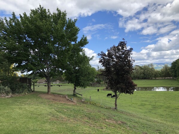 Un paysage rural avec un champ d’herbe, un étang et quelques arbres.