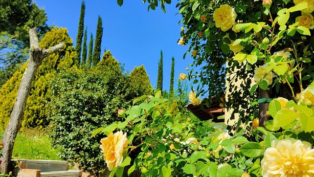 Un jardín con rosas amarillas, follaje verde y una escalera de piedra.