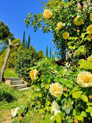 A garden with yellow roses, green foliage, and a stone staircase. - CASA SOLEALTO - Cozy apartment in the countryside near Florence Arezzo and Siena (Figline Valdarno)