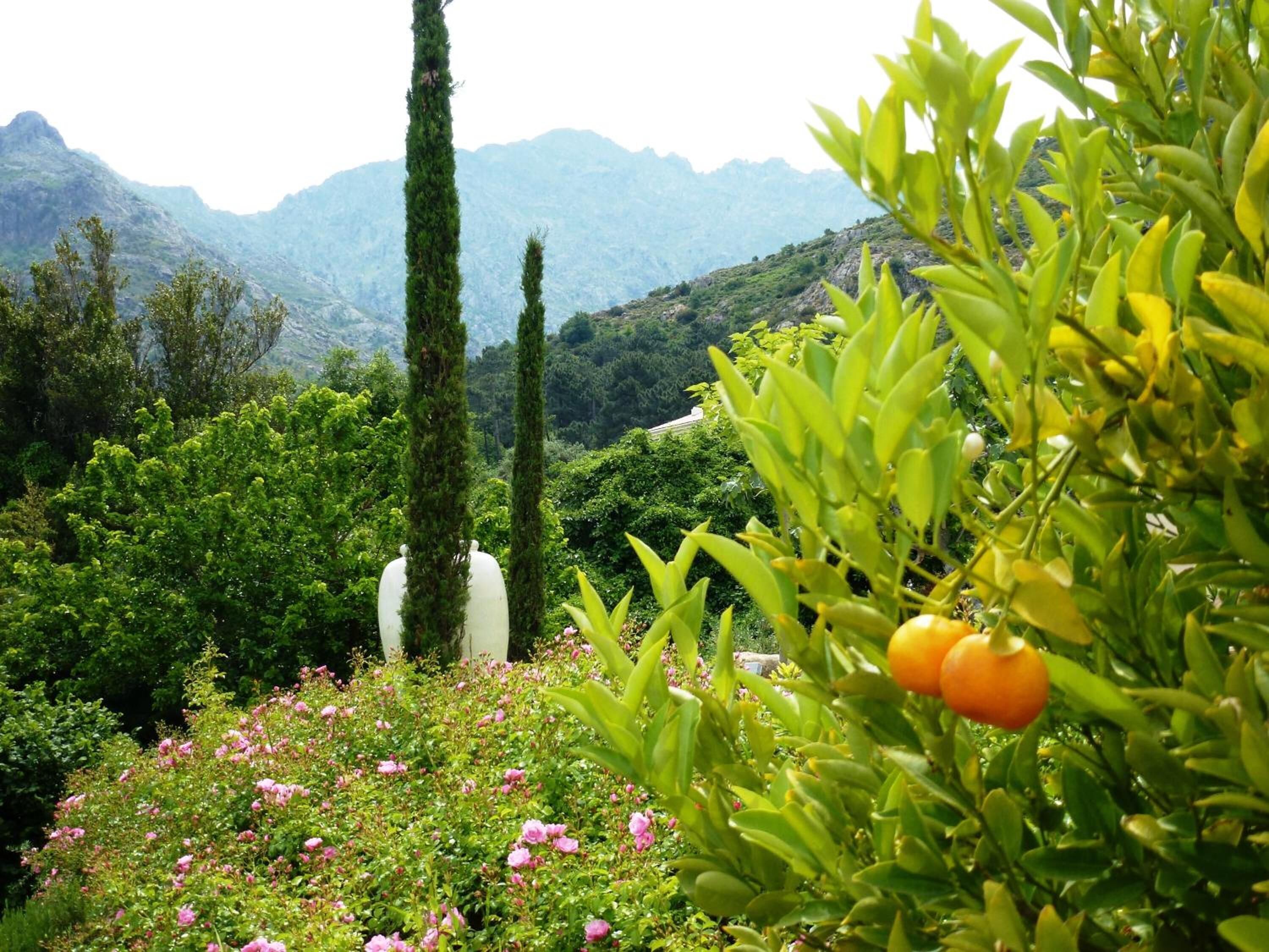 A garden with various plants and flowers, including roses and citrus trees, with a mountainous backdrop.