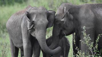 Game viewing
