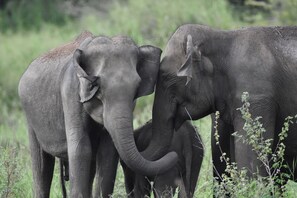Game viewing