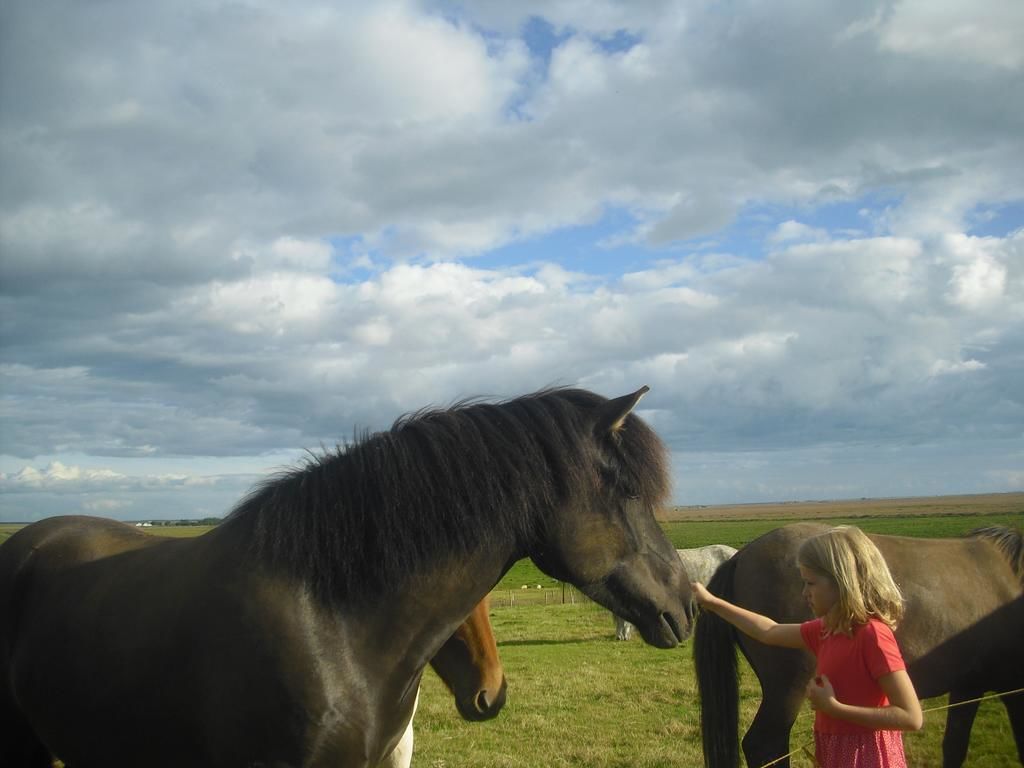 Une personne interagissant avec un cheval dans un champ herbeux, sous un ciel nuageux.