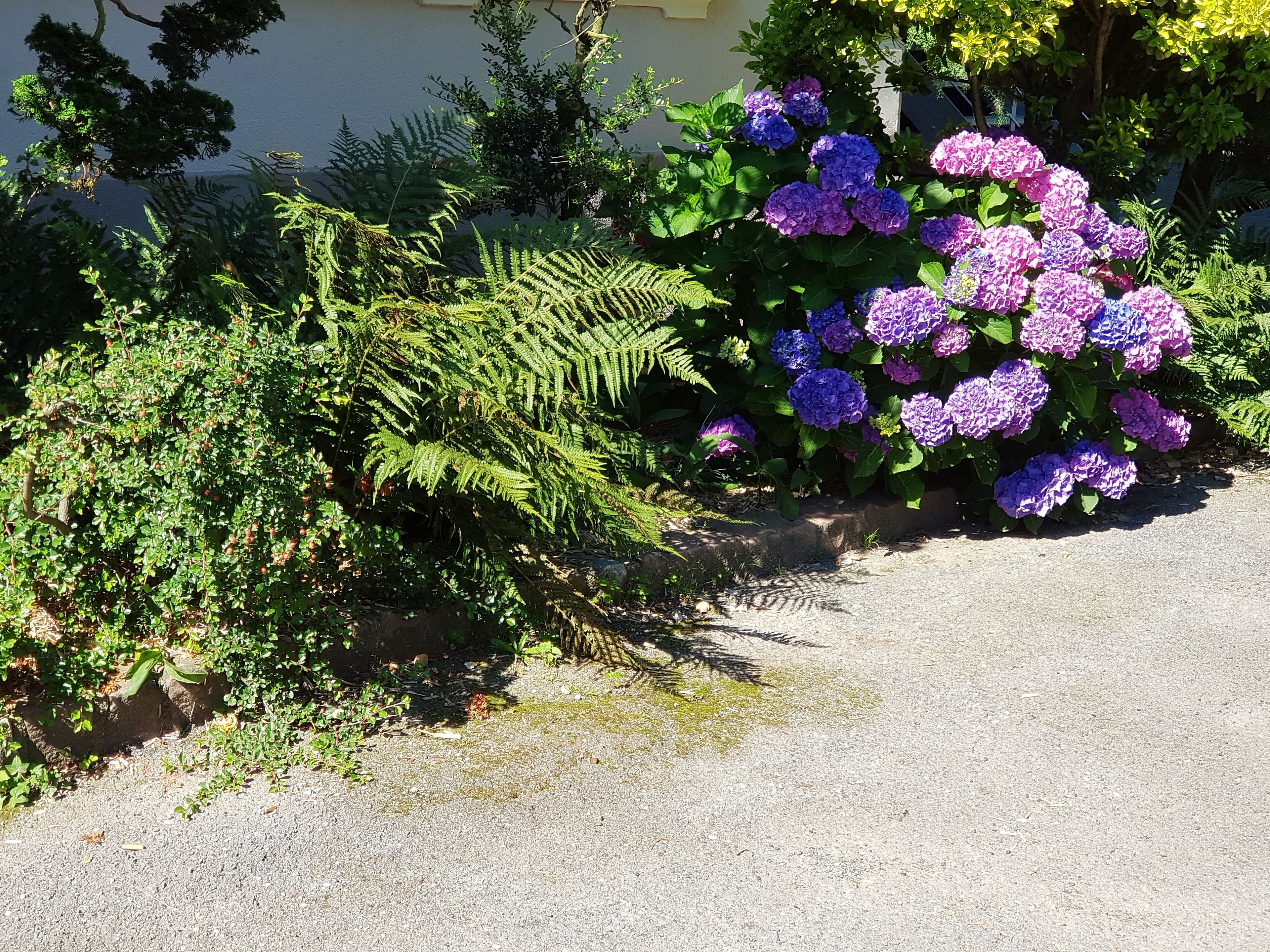 Ein Garten mit dichtem Grün und Büschen mit lila Hortensienblüten.