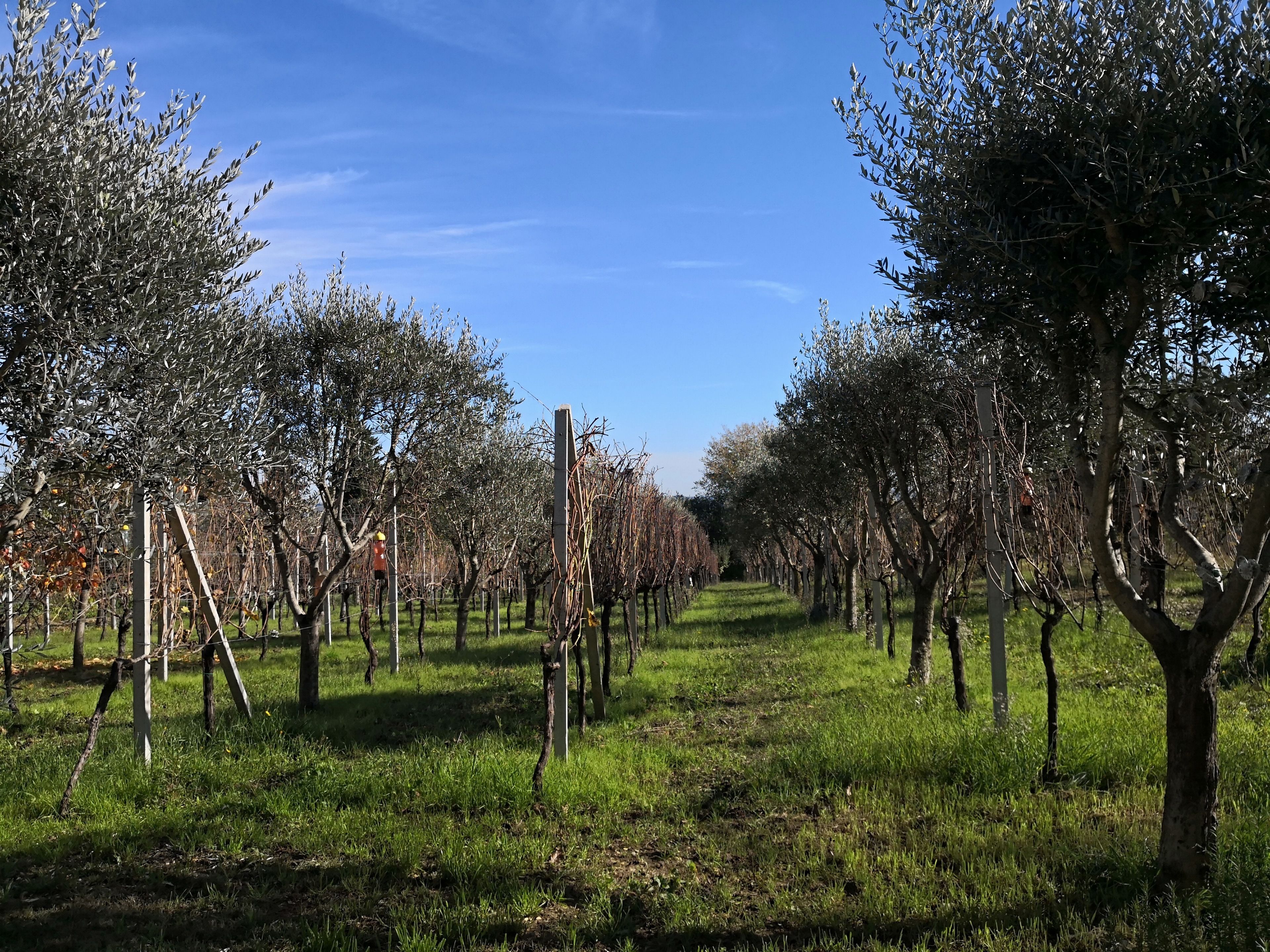 Un huerto con filas de árboles, un sendero cubierto de césped y un cielo azul despejado.