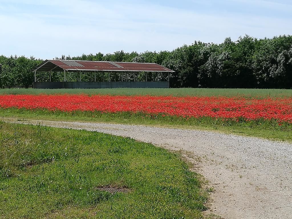 A rural landscape with a gravel path leading to a building with a metal roof, surrounded by a field of red flowers.