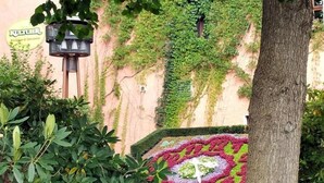 A garden with a decorative flower bed, a tree, and a wall with climbing plants. - Schwarzer Bär (Zittau)