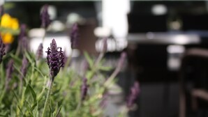 A close-up of purple flowers with a blurred background. - Hotel zur Post (Brilon)