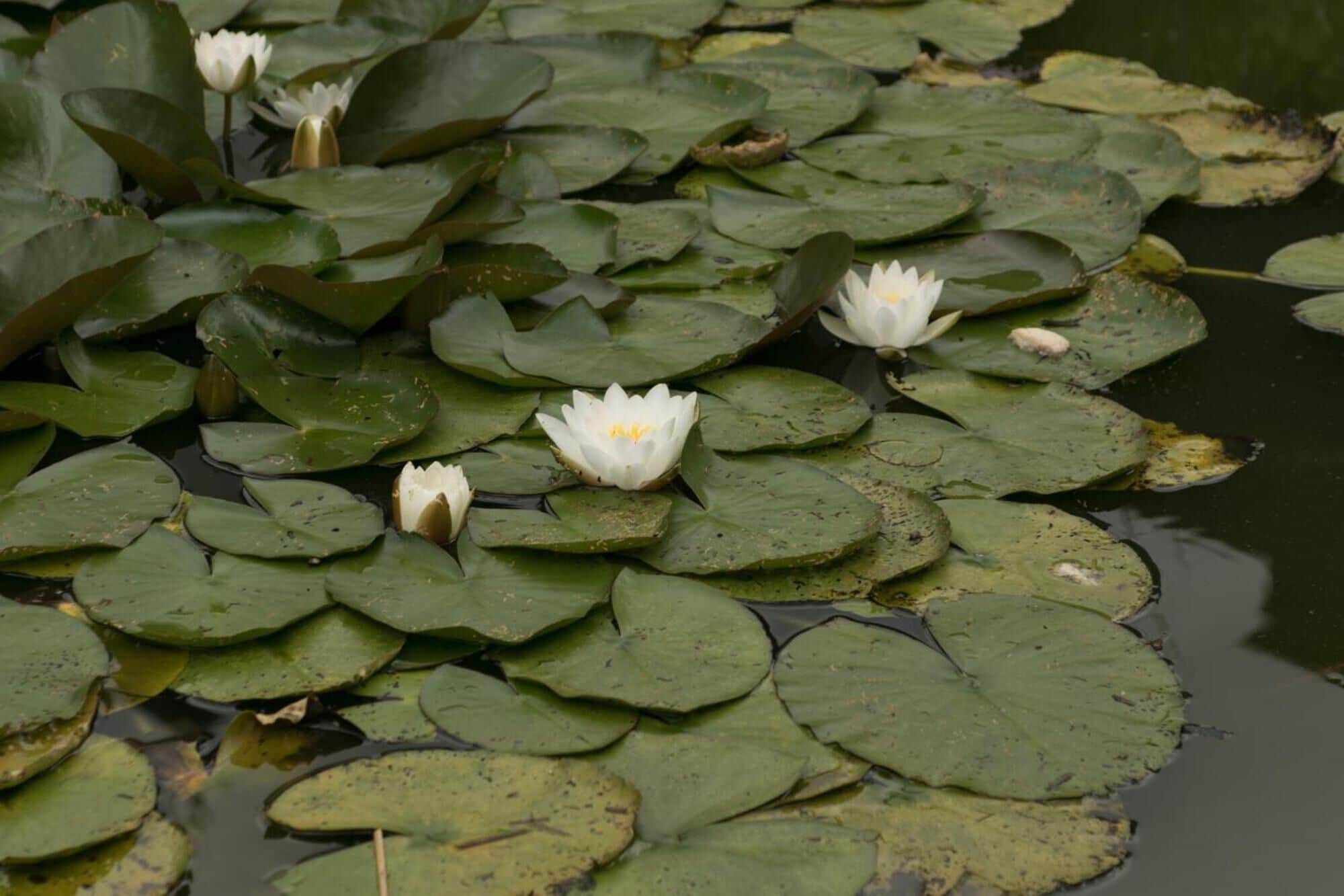 A pond with lily pads and white water lilies.