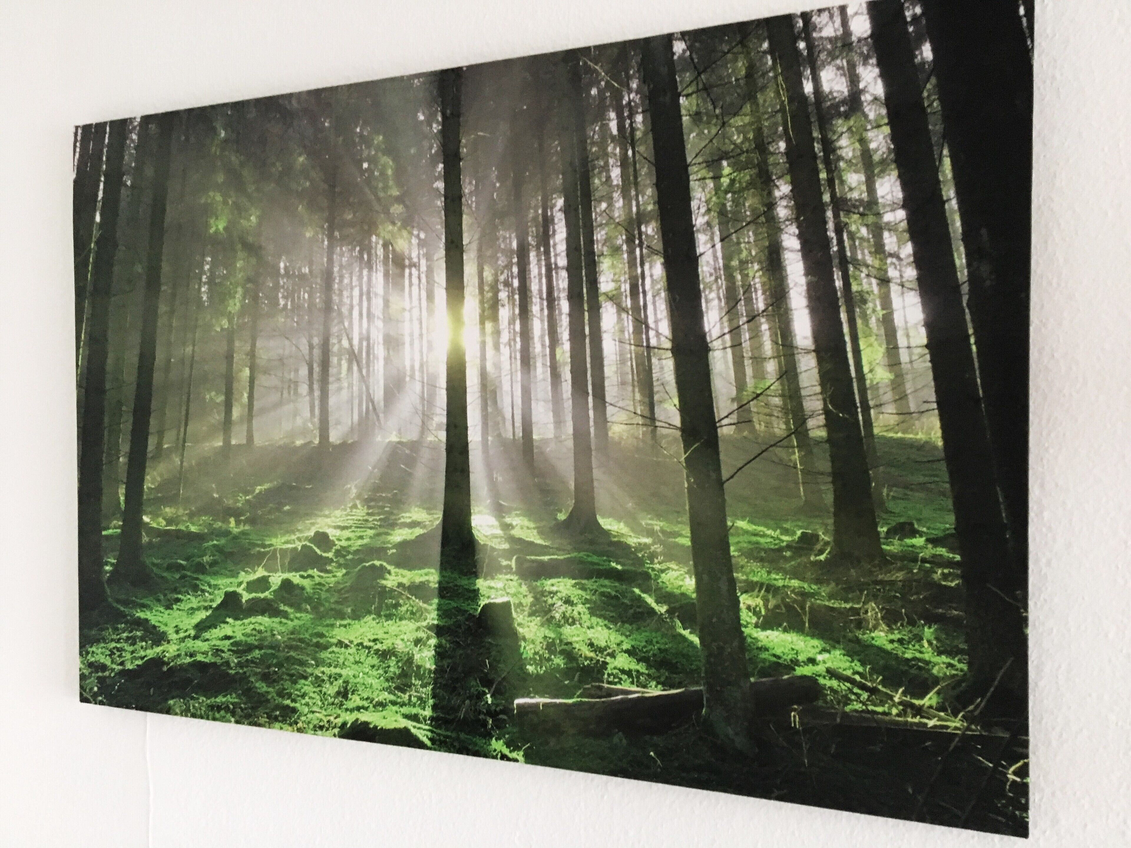 A forest scene with sunlight filtering through the trees.