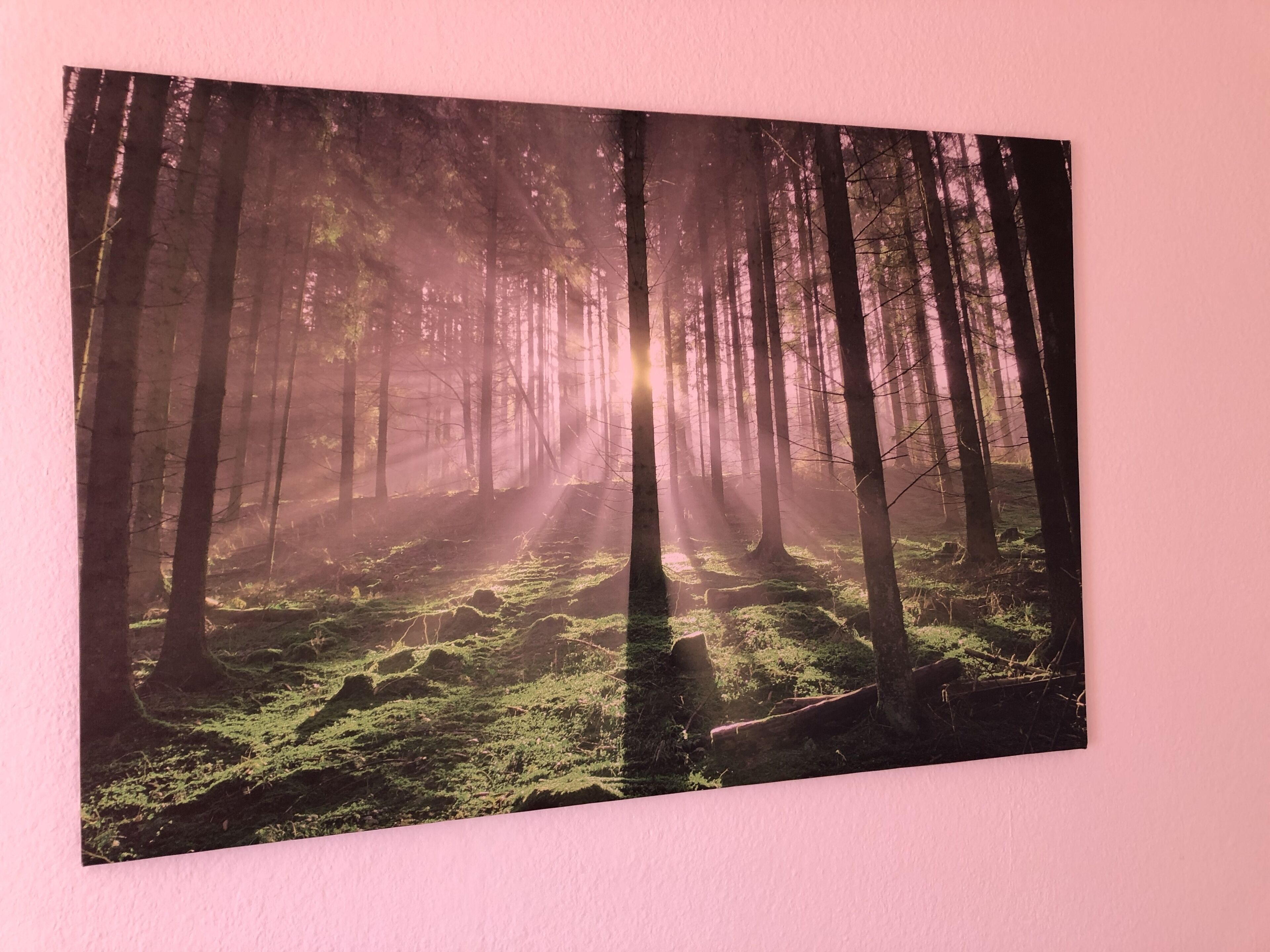Escena de un bosque con luz solar filtrándose entre los árboles.