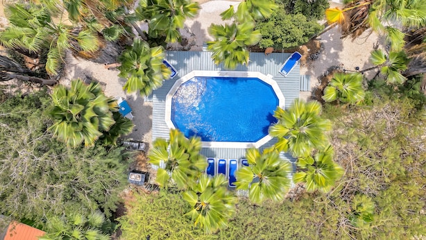 An aerial view of a swimming pool surrounded by palm trees, with blue lounge chairs and a wooden deck.